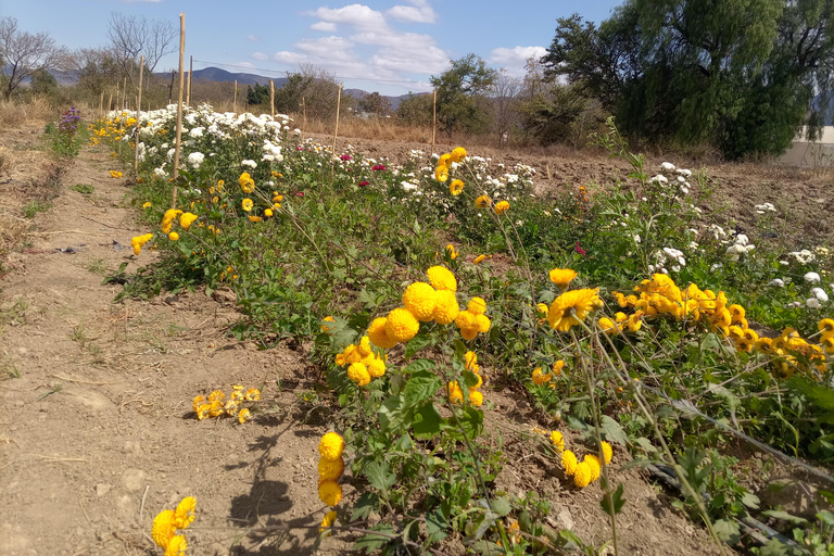 Ocotlán and San Antonino: Hands That See Workshop and Art with The Immortal Flower Ocotlán and San Antonino: Hands That See Workshop and Art with La Flor Inmortal