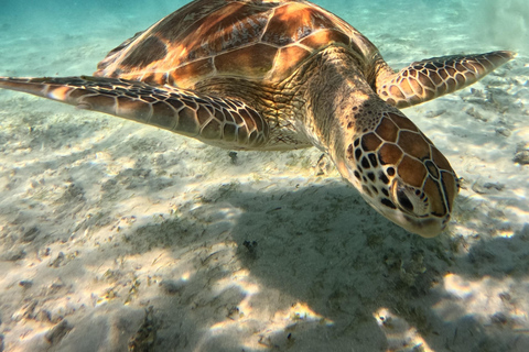 Da Lombok: snorkeling alle 3 Gilis e moto d'acqua a SenggigiDa Lombok: snorkeling e moto d'acqua a Senggigi