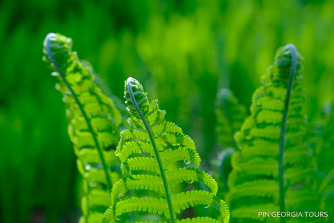 Batumi: Machakhela National Park Guided Hiking Tour Batumi: Private Hiking Tour to Machakhela National Park
