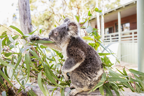 悉尼出发：16天澳大利亚东海岸精华之旅双人共享房（仅限成人）