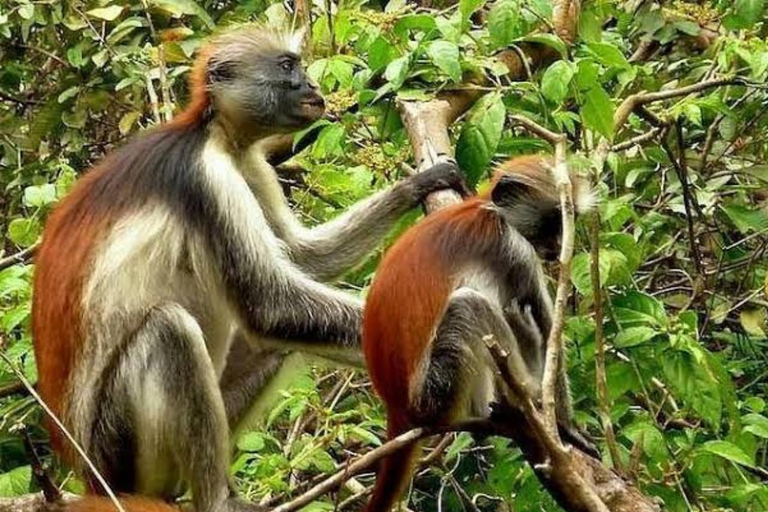 Zanzibar: Jozani Forest, local Zoo & Salam Cave Turtle Swim Private Tour + Tickets + Transfer + Guide