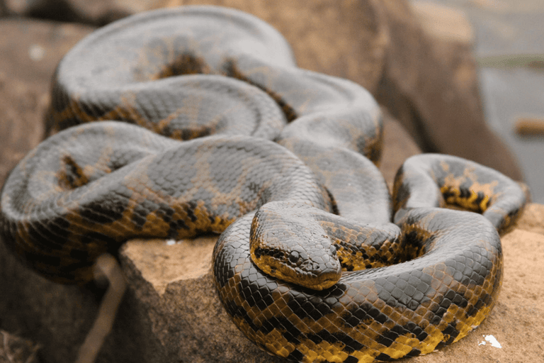 De Iquitos : Excursão de 6 dias à selva amazónica