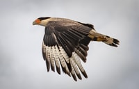 Ballyvaughan, Aillwee Burren Experience Entry Ticket - Housity