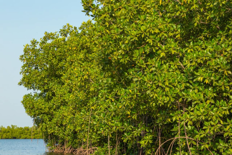Zanzibar: Soulful SUP/kayak adventure in mangrove bay Soulful kayak ~ a peaceful adventure in unique mangrove bay