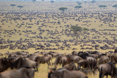 3-dniowe safari Masai Mara i jezioro Naivasha jeepem 4x43 dni Masai Mara - zakwaterowanie Mara Jambo Lodge