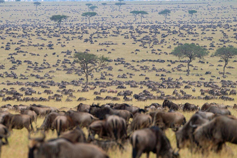 3-dniowe safari Masai Mara i jezioro Naivasha jeepem 4x43 dni Masai Mara - zakwaterowanie Mara Jambo Lodge