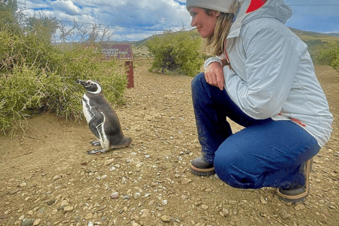El Calafate: Monte León 4x4 Wolves and Penguins Excursion