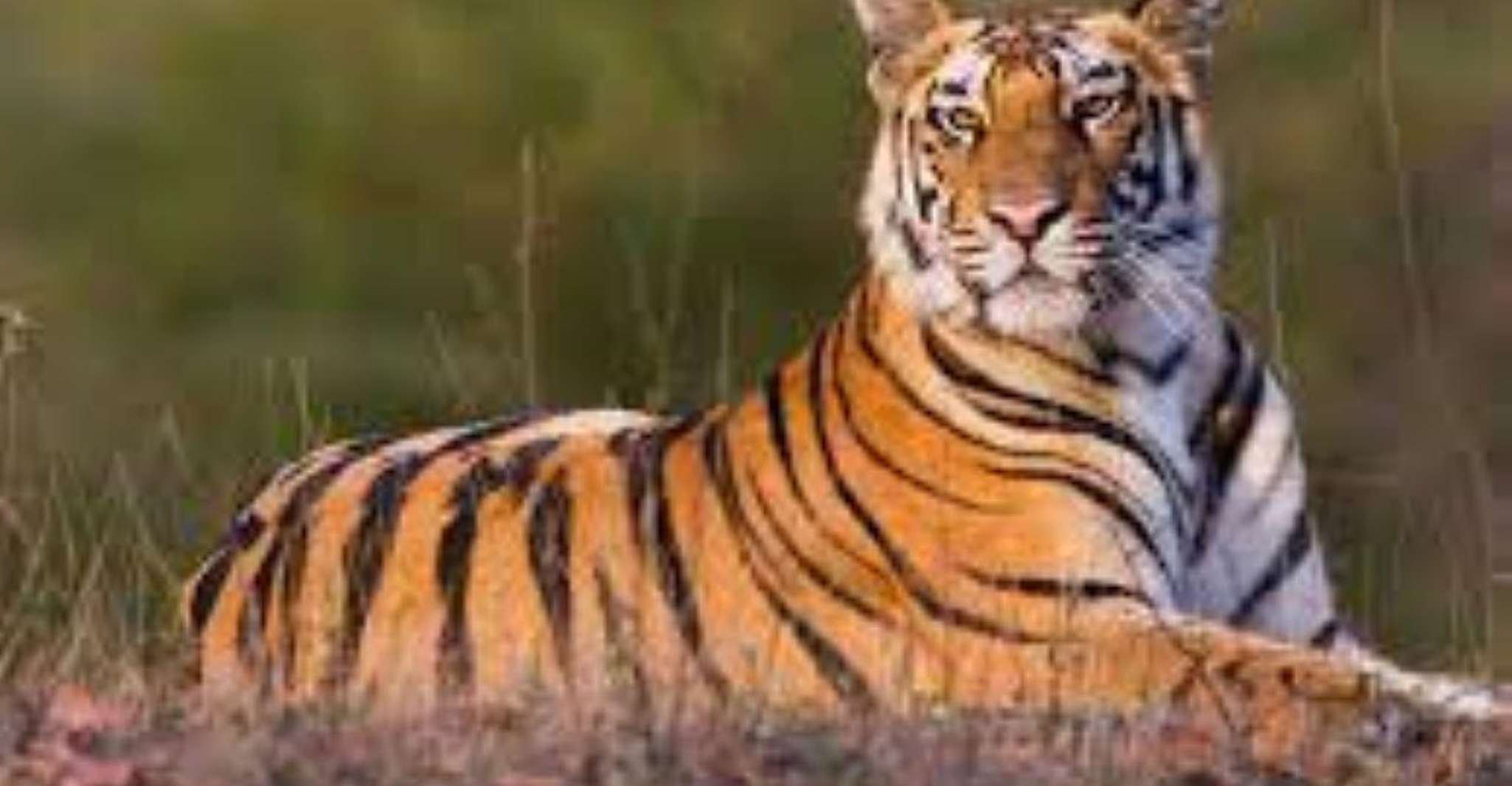 Ranthambore Tiger Safari - Housity