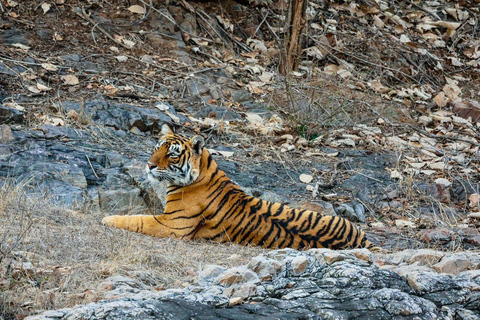 From Jaipur All-Inclusive Ranthambore Tiger Safari Day Tour From Jaipur Evening Safari Begins Between 6:00 AM - 7:00 AM