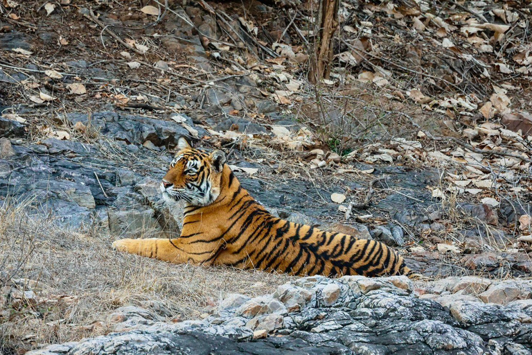 From Jaipur All-Inclusive Ranthambore Tiger Safari Day Tour From Jaipur Evening Safari Begins Between 6:00 AM - 7:00 AM
