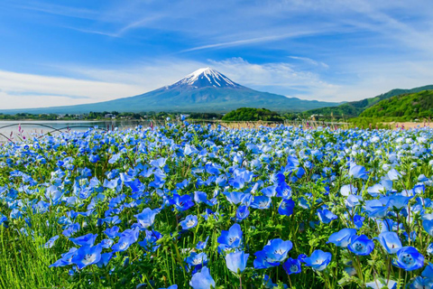 Tokyo: Mt Fuji&Chureito Pagoda&Lake Kawaguchi&Oshino Hakkai Free Karaage Chicken Set | 8AM Tokyo Station Departure
