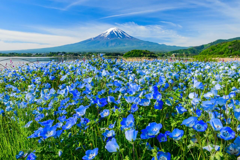 Tokyo: Mt Fuji&Chureito Pagoda&Lake Kawaguchi&Oshino Hakkai Free Karaage Chicken Set | 8AM Tokyo Station Departure
