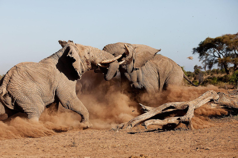 Nairobi Nationalpark, Elefantenbaby & Mittagessen im Carnivore