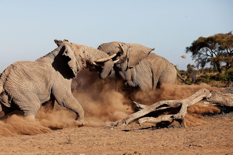 Nairobi Nationalpark, Elefantenbaby & Mittagessen im Carnivore