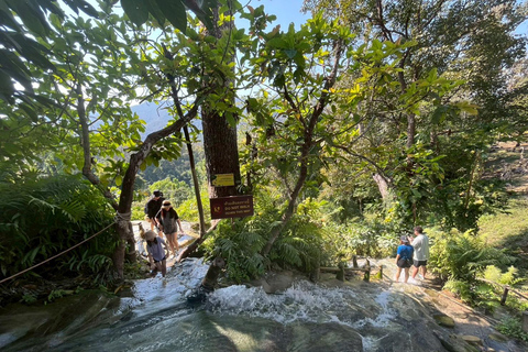 Chiang Mai: Wat Ban Den, Sticky Waterfall, & Rain Tree Tour Giant Rain Tree, Sticky Waterfall, Hiking at Moai Mountain