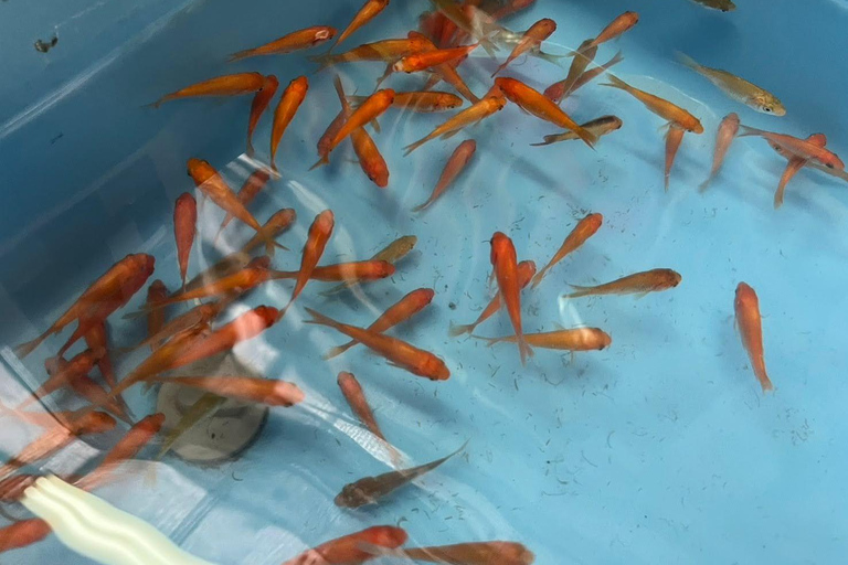 Nara : Découvrez le charme des poissons rouges de Koriyama - 2 heures