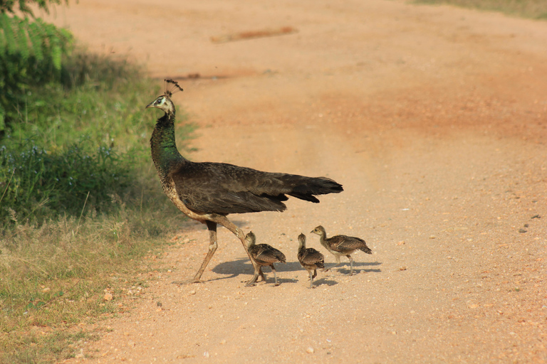 From: Hikkaduwa/ Galle/ Unawatuna/ Talpe - YALA Safari