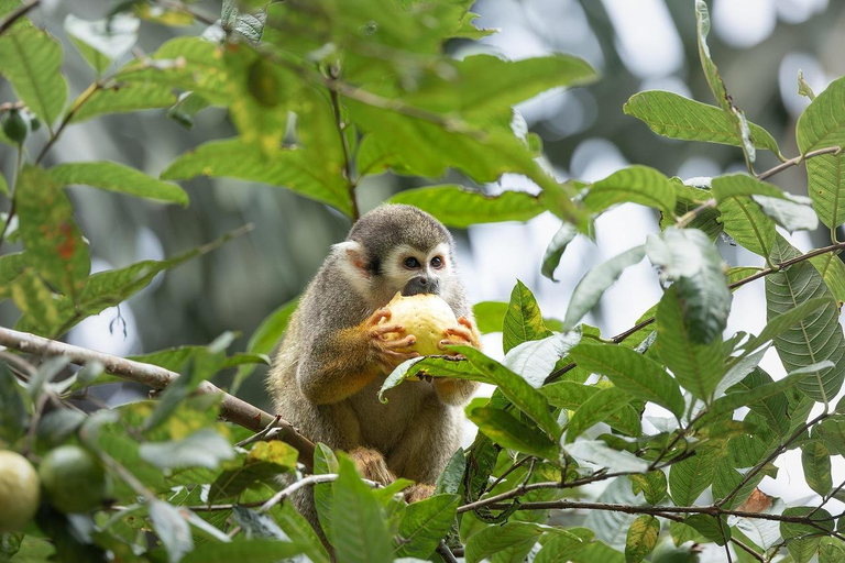 Puerto Plata: Monkey Home Encounter Adventure