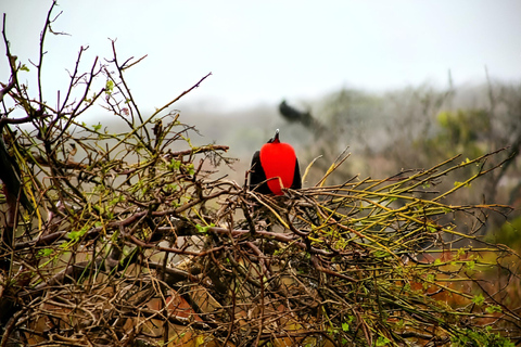 BEST BIRDWATCHING &amp; SNORKELING TOUR AT NORTH SEYMOUR ISLAND