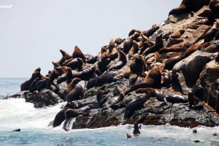 Lima: Excursie naar Palomino eiland | Ingang, zeeleeuwen |