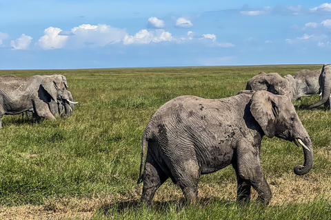 4 dagar i det vilda: Serengeti, Ngorongoro och Tarangire