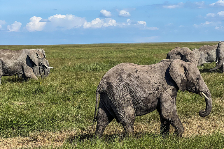 4 dagar i det vilda: Serengeti, Ngorongoro och Tarangire