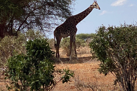 Shimba hills tropisch regenwoud dagtrip