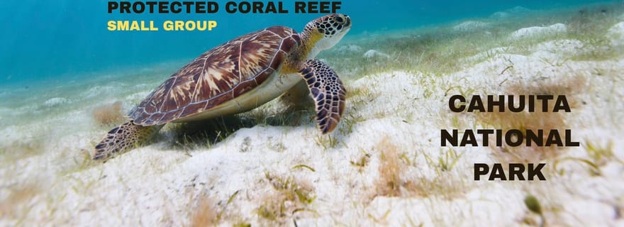 Plongée avec tuba dans le parc national de Cahuita : explorez le récif