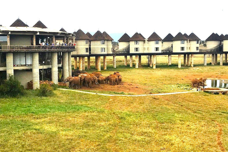 Salt Lick Safari Lodge: tour di 2 giorni da Nairobi o MombasaNairobi o Mombasa: tour di 2 giorni al Salt Lick Safari Lodge