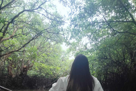 Tour di Bintan con le mangrovie o le luccioleTour delle lucciole