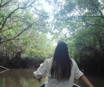 Bintan Tour Mangrove or Fireflies