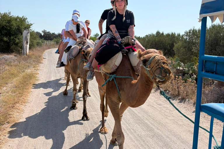 Hammamet: Dromedary and horse-drawn carriage ride with olive oil tasting Hammamet: Dromedary Ride and Carriage Ride with Olive Oil Food Tasting