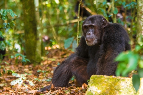 10 Day visit to Uganda and primate safari