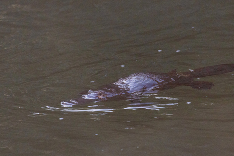 Mackay: Finch Hatton Gorge Hike, Swim & Platypus Adventure