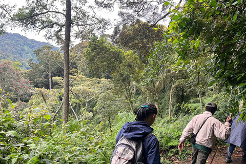 Prachtige watervalervaring midden in Nyungwe Forest