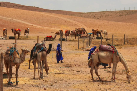 Marrakech: Agafay Desert Quad Bike, Camel Ride, Pool & Lunch Desert Agafay : Quad Biking, Camel Ride, Lunch & Pool