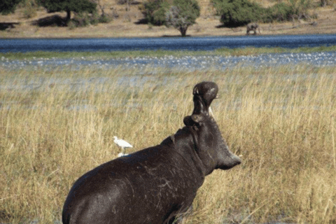 Victoria Falls: Chobe National Park Day Trip with Lunch