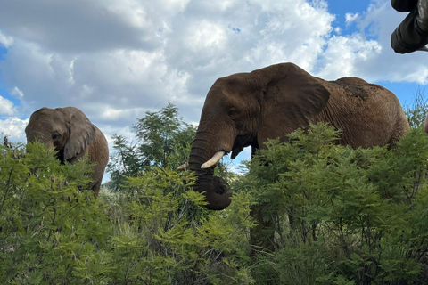 Joanesburgo: Passeio de carro de 3 horas pelo Parque Nacional Pilanesberg