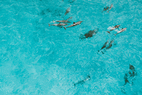 Hurghada: All-Inclusive Elite VIP Dolphin House & Massage Including Transfer from Hurghada