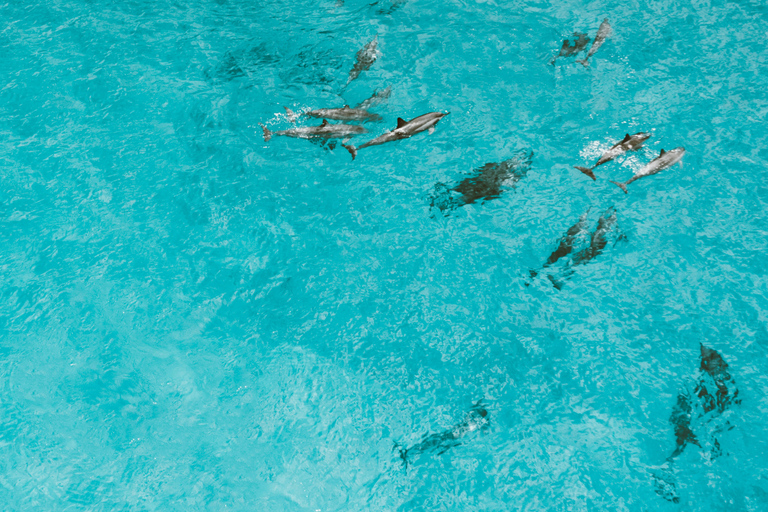 Hurghada: All-Inclusive Elite VIP Dolphin House & Massage Including Transfer from Hurghada