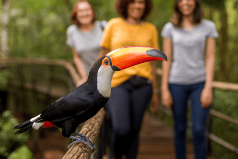 شلالات إجواسو الجانب البرازيلي، وحديقة الطيور وجولة بطائرة هليكوبترمن فوز دو إيغواسو