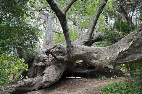 Gita di un giorno alla Laguna Blu e al banco di sabbia da Zanzibar (Safari blu)Non c'è il servizio di prelievo e rientro in hotel