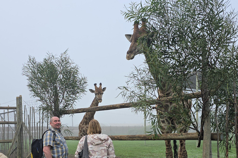 Cheetah, Giraffes Encounter, lion's park, and Wine Tasting