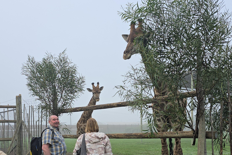 Cheetah, Giraffes Encounter, lion's park, and Wine Tasting