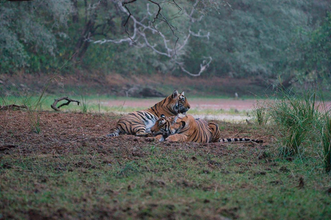 8-Day Golden Triangle Tour With Ranthambore & Jhalana Safari Tour With 3-Star Hotel Recommendation