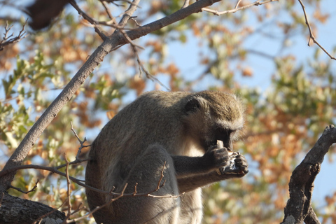 Livingstone: Recorridos de caza y paseo en rinoceronteLivingstone: Safari en el hermoso PN Mosi-Oa-Tunya