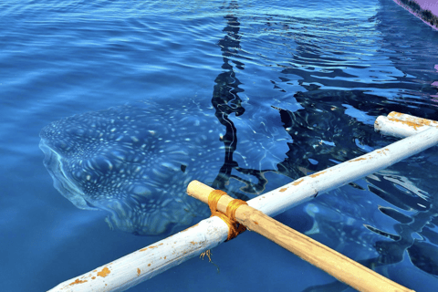 Boracay Whale Shark Watching, ATV, and Zipline with Transfer