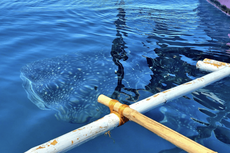 Boracay Whale Shark Watching, ATV, and Zipline with Transfer