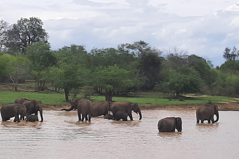 Udawalawe Safari & Transfer to Ella from Mirissa