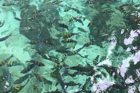 Langkawi : Aventure de plongée en apnée à Pulau DangliAventure de plongée en apnée à Pulau Dangli 5-8 Pax